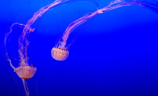 Jellyfish (Scyphozoa) — Stock Photo, Image
