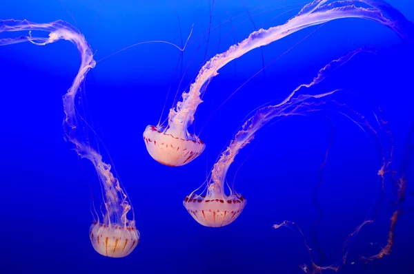 Медузы ("Сцифозоа") ) — стоковое фото