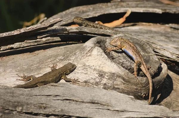 Varón lagarto valla occidental mostrando su azul bajo el vientre —  Fotos de Stock
