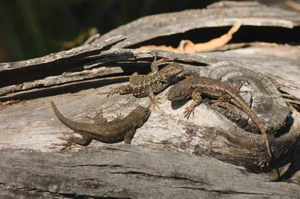 Western fence lizards resting on a log — Stock Photo, Image
