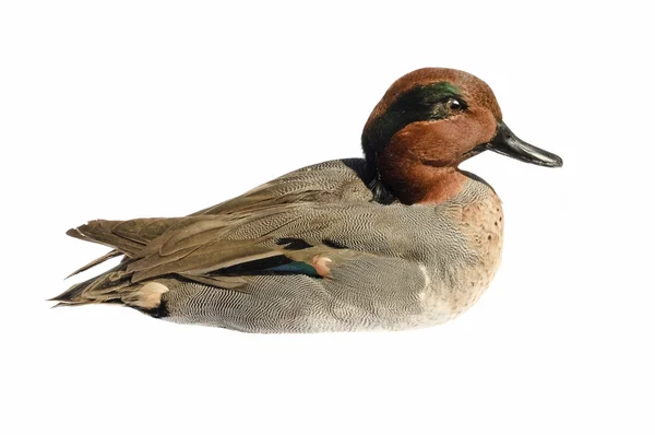 Taxidermied Green-winged teal — Stock Photo, Image