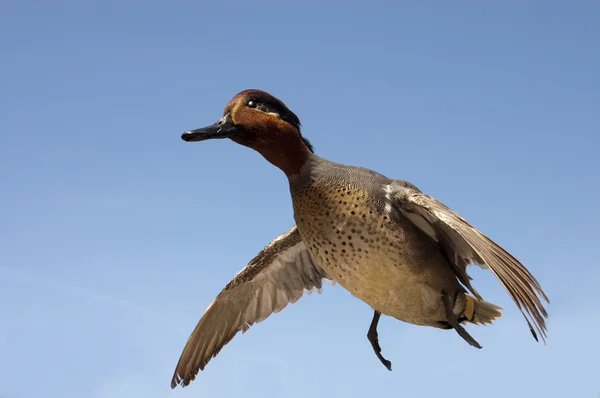 Taxidermied green-winged teal — Stock Photo, Image