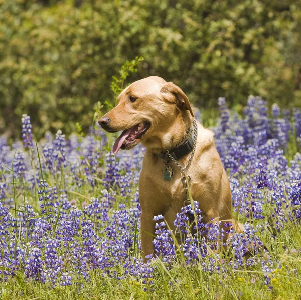 Labrador in the flowers — Stock Photo, Image