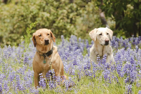 2 dogs in the flowers — Stock Photo, Image
