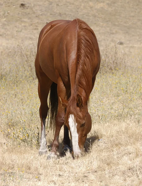 Horse feeding — Stock Photo, Image