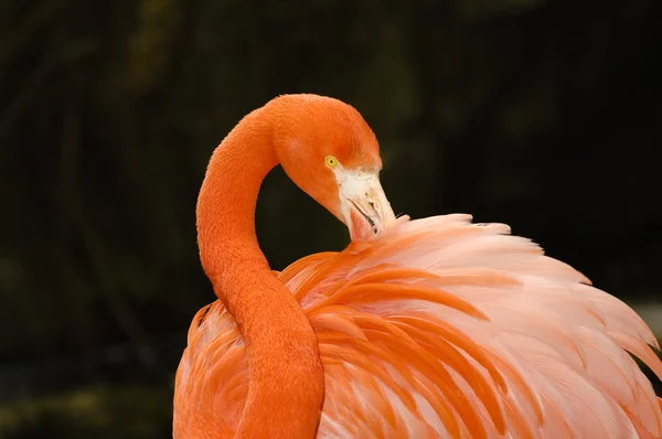 stock image Flamingo preening