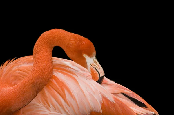 Closeup of a Flamingo grooming over black background — Stock Photo, Image
