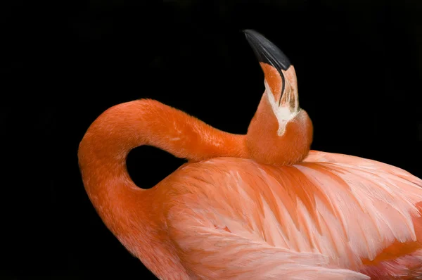 Flamingo preening — Stock Photo, Image