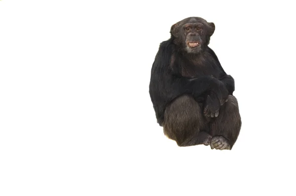 Chimpansee op wit — Stockfoto