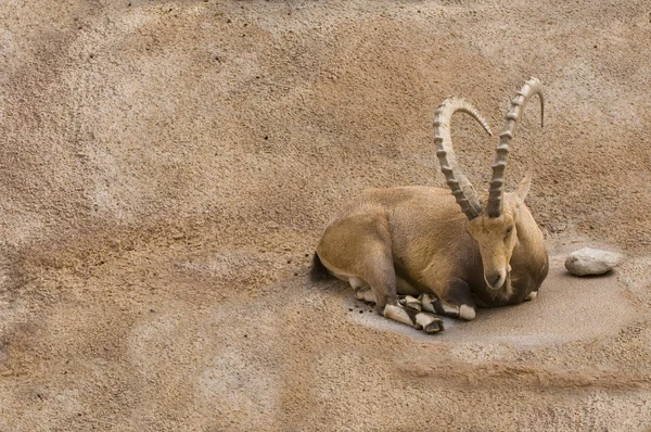 Gehoornde Steenbok Scimitar rust op een kleine richel — Stockfoto
