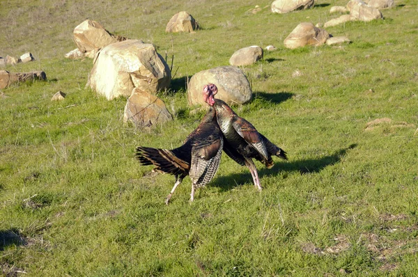 Male turkeys fighting — Stock Photo, Image