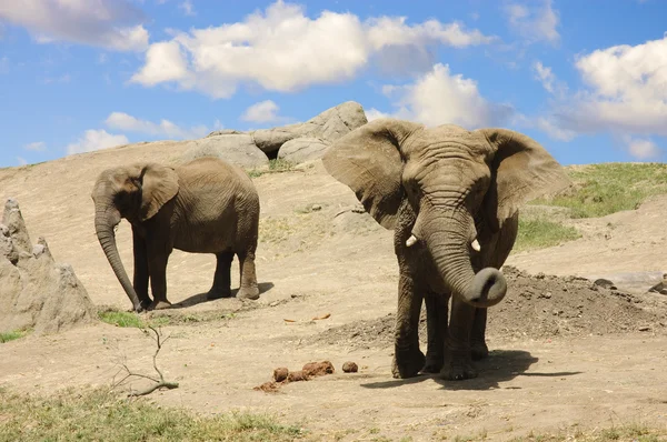 stock image Elephants on the way to a water hole