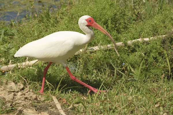 Amerykański biały ibis — Zdjęcie stockowe