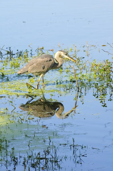 Great blue heron stalking — Stock Photo, Image