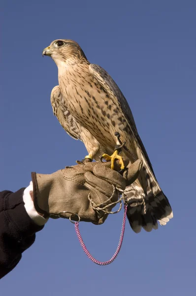 Merlin on falconers glove — Stock Photo, Image