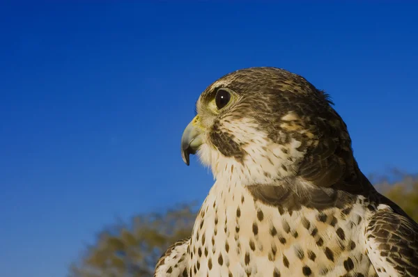 Peregrine falcon korsavlade med en Prairie falcon och Jaktfalk mi — Stockfoto
