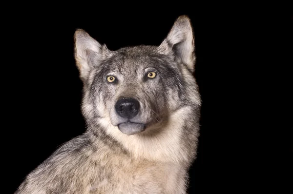 Präparator-Reittier von Kojoten — Stockfoto
