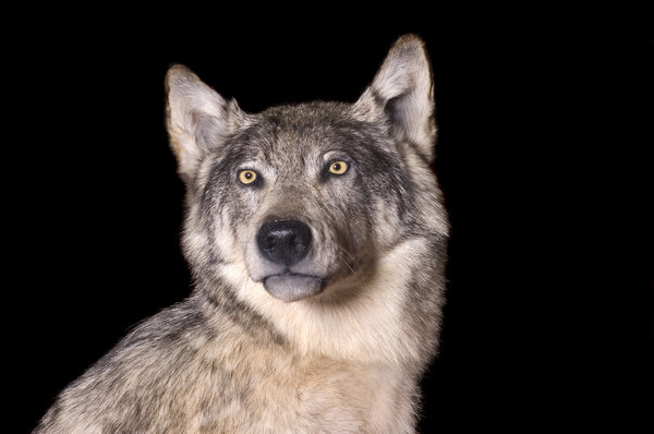 Taxidermy mount of a North American coyote, isolated on a blacl background