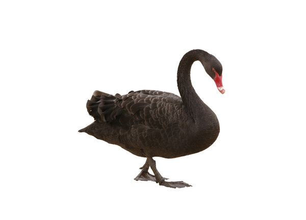 Black swan on white background