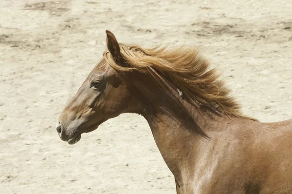 Giovane cavallo di razza — Foto Stock