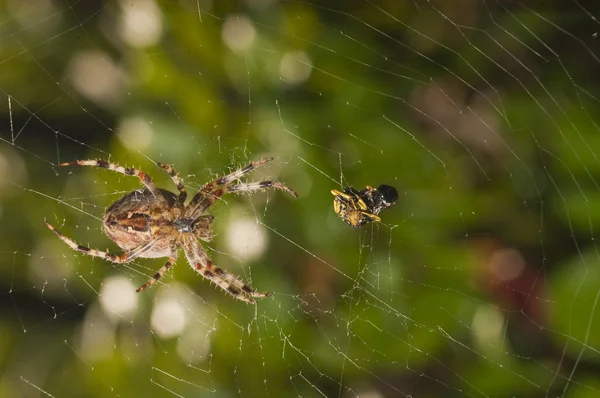 Araña con comida atrapada en la web — Foto de Stock