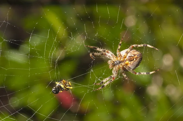 Spider with meal caught in web — Stock Photo, Image