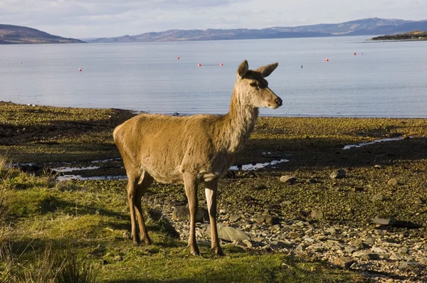 Red deer hind on the shore of Lochranza — Stock Photo, Image
