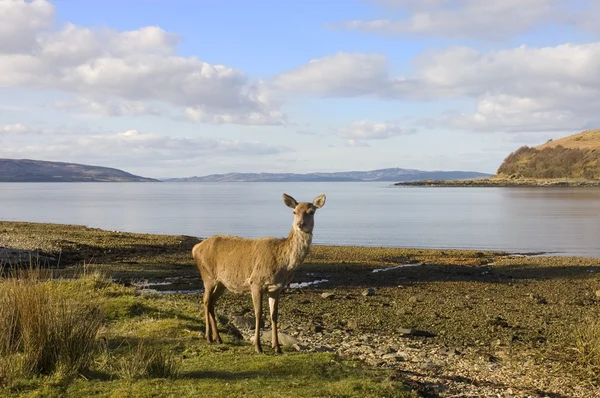 Ciervo rojo escocés en la orilla del mar —  Fotos de Stock