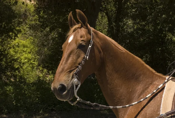 Cavallo di razza — Foto Stock