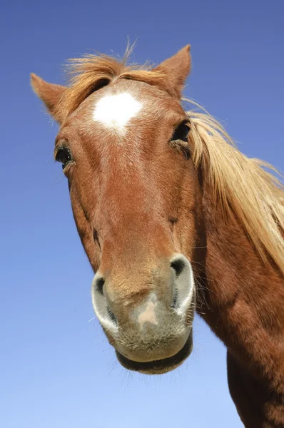 Praštěný koňské hlavy — Stock fotografie