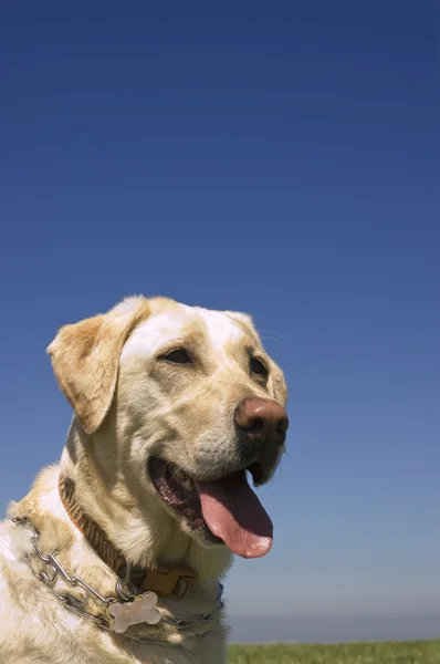 Mavi gökyüzü kadın beyaz bir labrador köpek — Stok fotoğraf