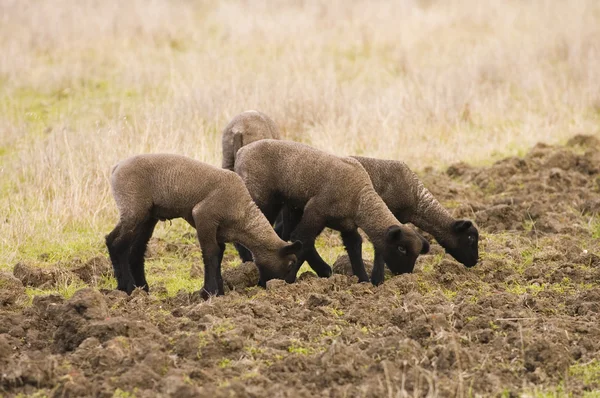 Group of lambs — Stock Photo, Image