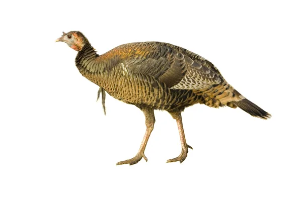 Turkey hen or very young jake strutting — Stock Photo, Image