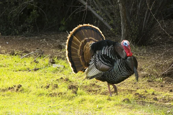 Turkey tom strutting — Stock Photo, Image