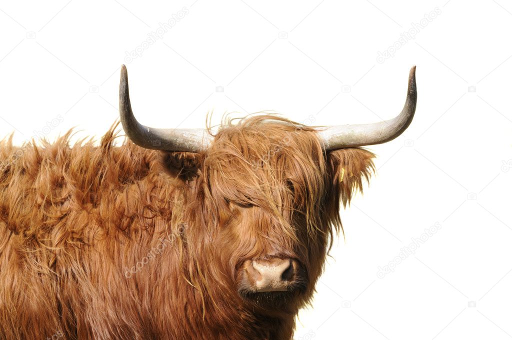Highland cattle isolated