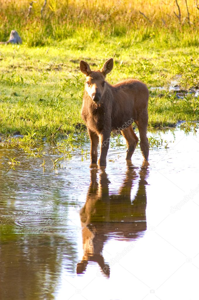 Calf moose standing in the stream with reflection