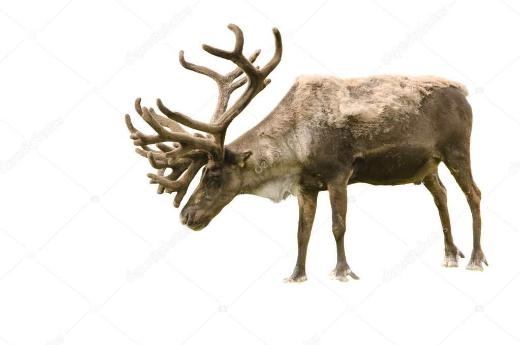 Alaskan animals-caribou