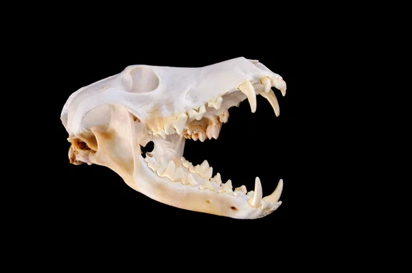 Skull of a coyote (canis Latrans) on a black background — Stock Photo, Image