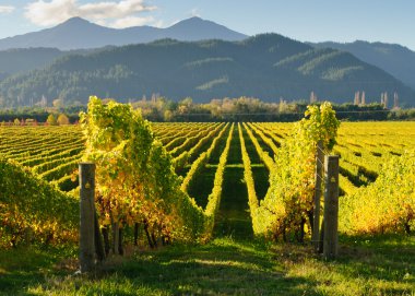 Vineyard in Wairua valley clipart