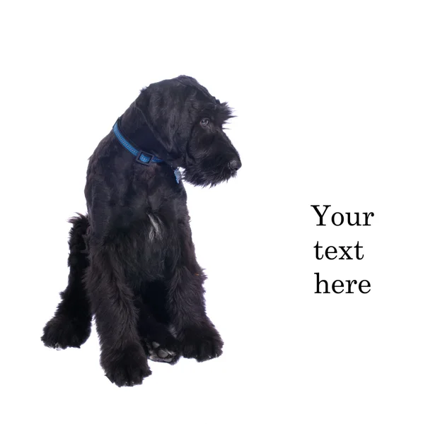 Schnauzer puppy — Stock Photo, Image