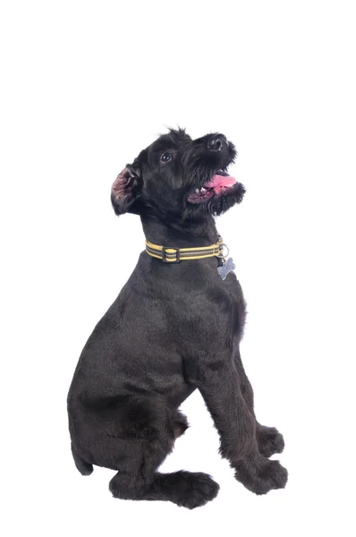 Schnauzer puppy — Stock Photo, Image