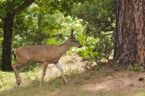 Cervo californiano dalla coda nera — Foto Stock