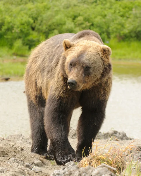 Grizzly bear — Stock Photo, Image