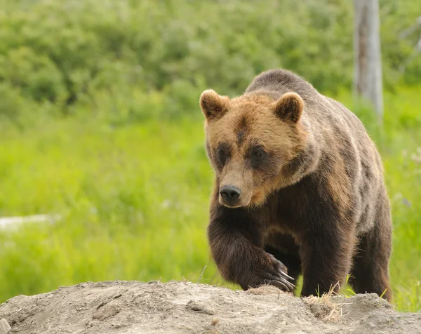 Niedźwiedź Grizzly w spoczynku — Zdjęcie stockowe
