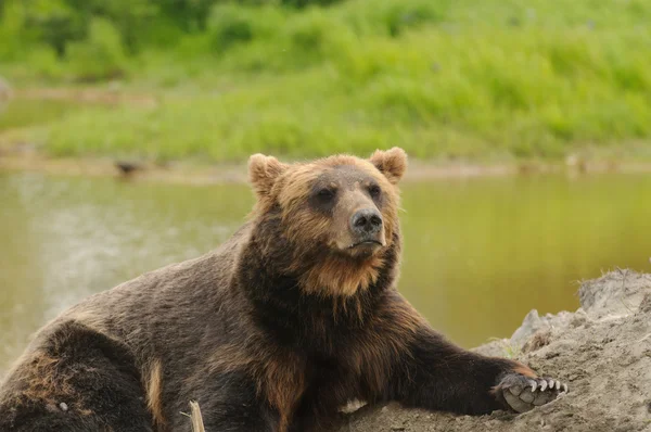 Niedźwiedź Grizzly w spoczynku — Zdjęcie stockowe