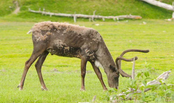 Caribou feeding — Stockfoto