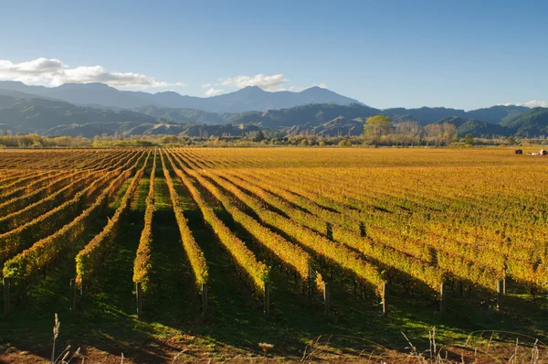Vineyard in Wairua valley — Zdjęcie stockowe