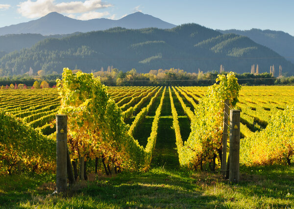 Vineyard in Wairua valley