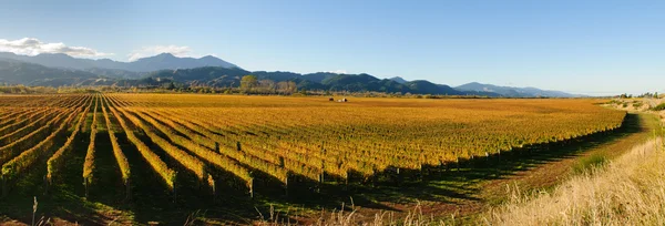 Panorama van een wijngaard in wairua vallei — Stockfoto