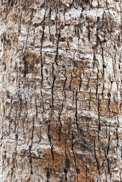 stock image Palm tree texture (closeup)